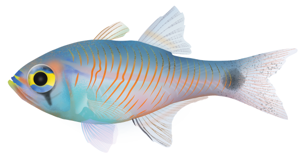 Painted Cardinalfish - Marinewise