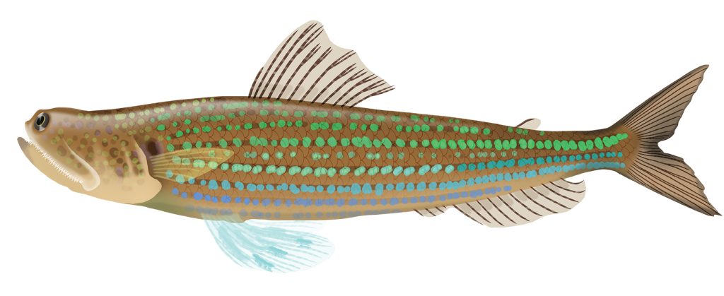 Painted Grinner - Trachinocephalus Myops | Marinewise