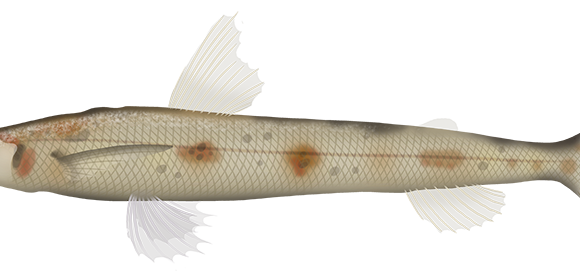 Pale Deepsea Lizardfish - Marinewise