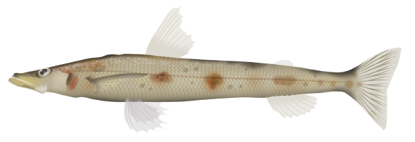 Pale Deepsea Lizardfish - Marinewise