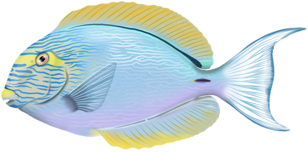 Pale Surgeonfish - Marinewise