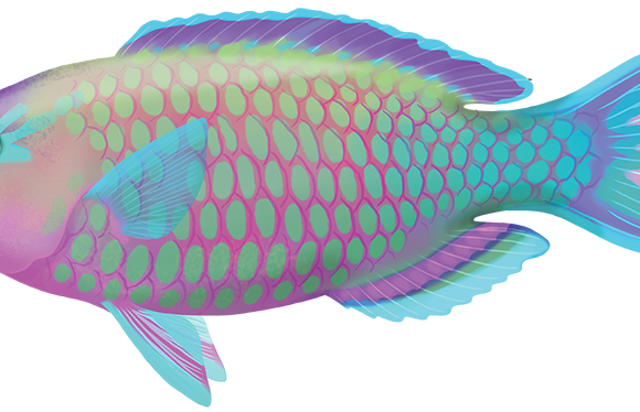 Palenose Parrotfish - Marinewise