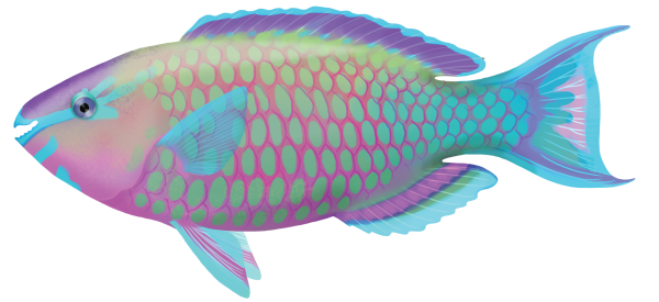 Palenose Parrotfish - Marinewise