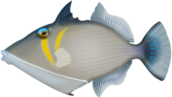 Pallid Triggerfish - Marinewise