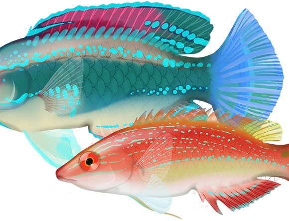 Peacock Wrasse - Marinewise