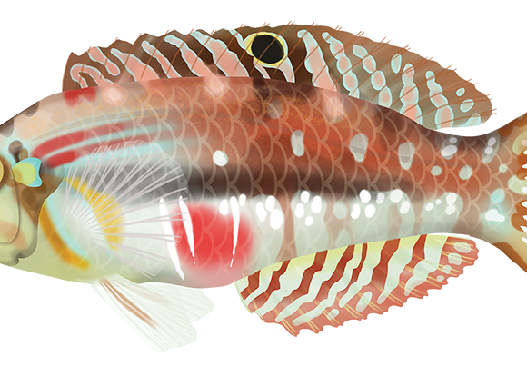 Pearly Wrasse - Marinewise