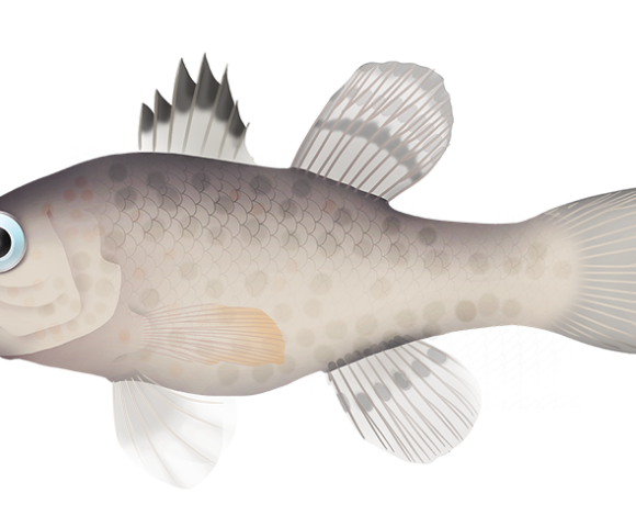 Pearlyfin Cardinalfish - Marinewise