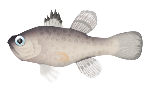 Pearlyfin Cardinalfish - Marinewise