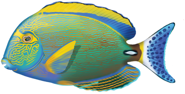 Pencil Surgeonfish - Marinewise