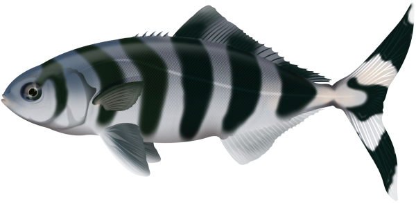 Pilotfish - Marinewise