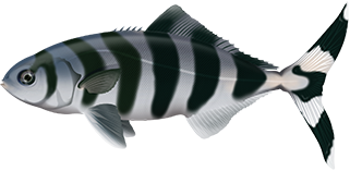 Pilotfish - Marinewise