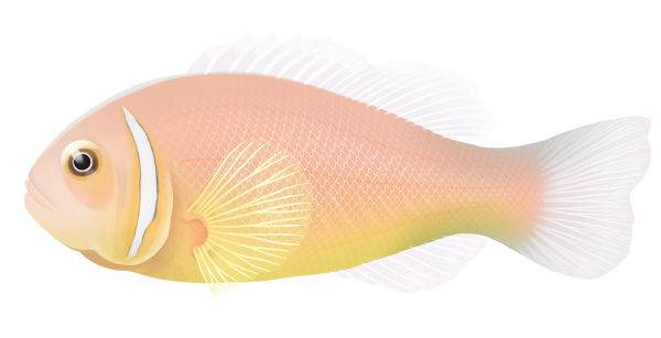 Pink Anemonefish - Marinewise