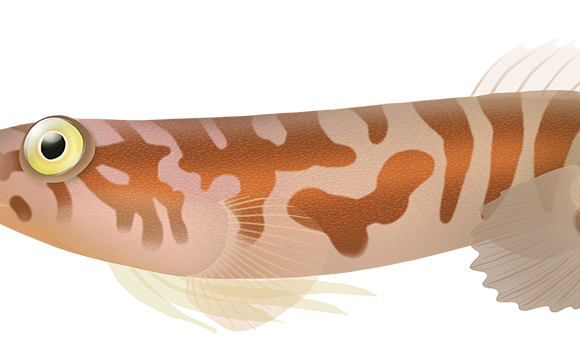 Pink Clingfish - Marinewise