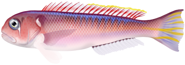 Pink Tilefish - Marinewise