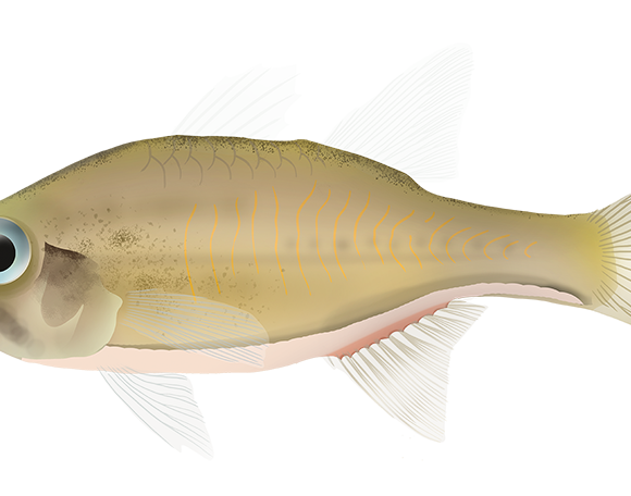 Pinkbreast Siphonfish - Marinewise