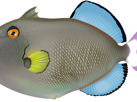 Pinktail Triggerfish - Marinewise