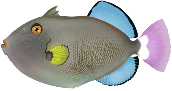 Pinktail Triggerfish - Marinewise