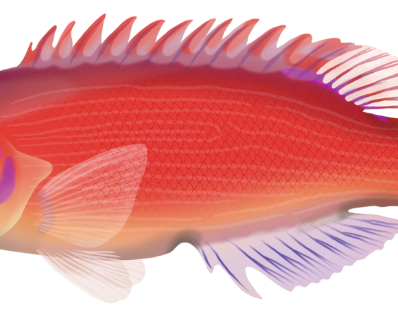 Pinstripe Wrasse - Marinewise