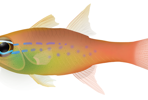 Plain Cardinalfish - Marinewise
