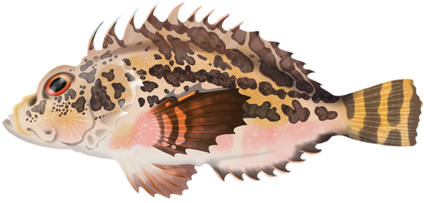 Plumbstriped Stingfish - Marinewise