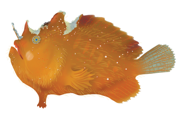 Prickly Anglerfish - Marinewise