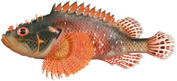 Pygmy Scorpionfish - Marinewise