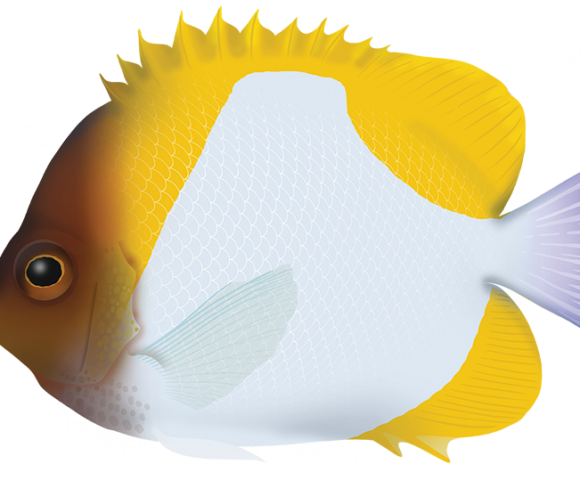Pyramid Buttterflyfish - Marinewise