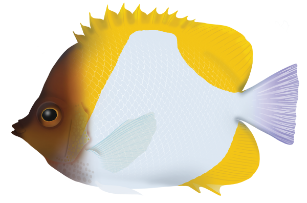 Pyramid Buttterflyfish - Marinewise