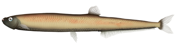 Rebains Portholefish - Marinewise