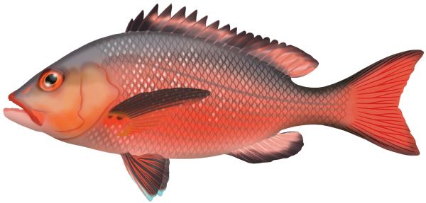 Red Bass - Marinewise