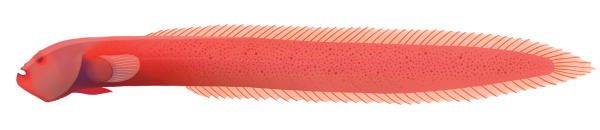 Red Eel Goby - Marinewise