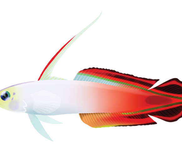 Red Firegoby - Marinewise
