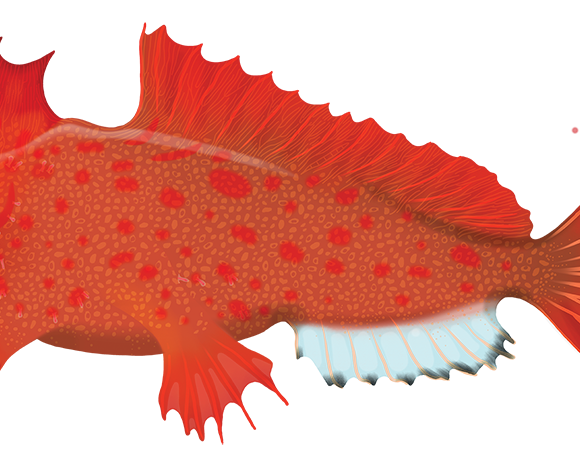 Red Handfish - Marinewise
