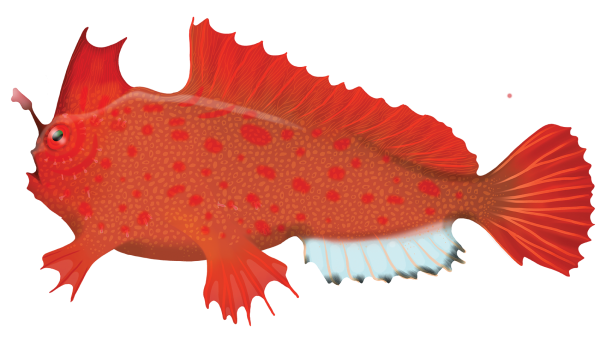 Red Handfish - Marinewise