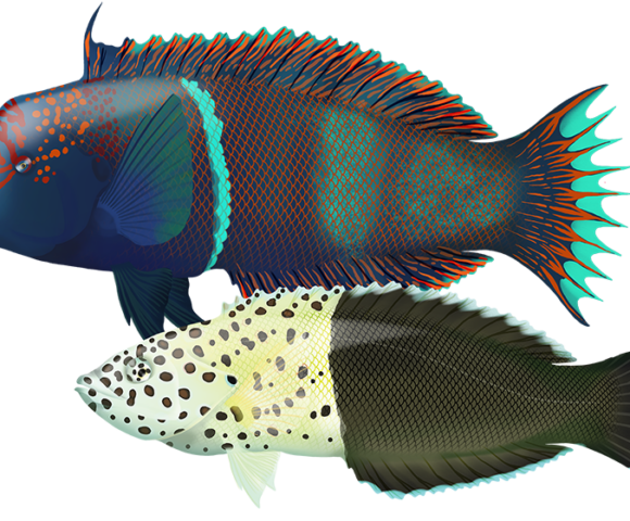 Redblotched Wrasse - Marinewise