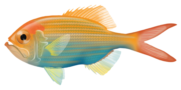 Redfish - Marinewise