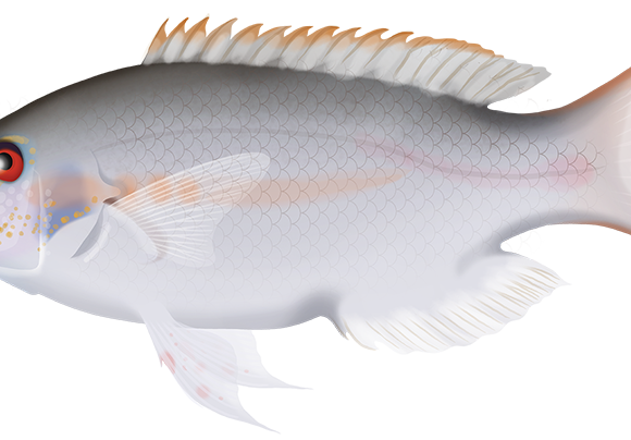 Redstripe Tuskfish - Marinewise