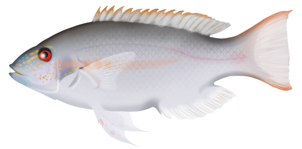 Redstripe Tuskfish - Marinewise