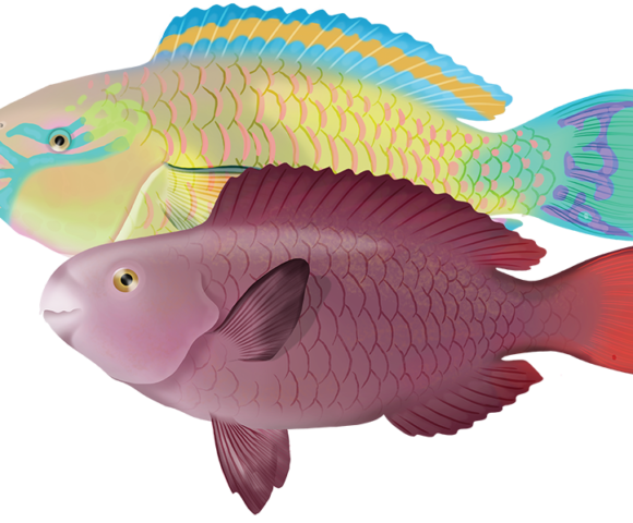Redtail Parrotfish - Marinewise