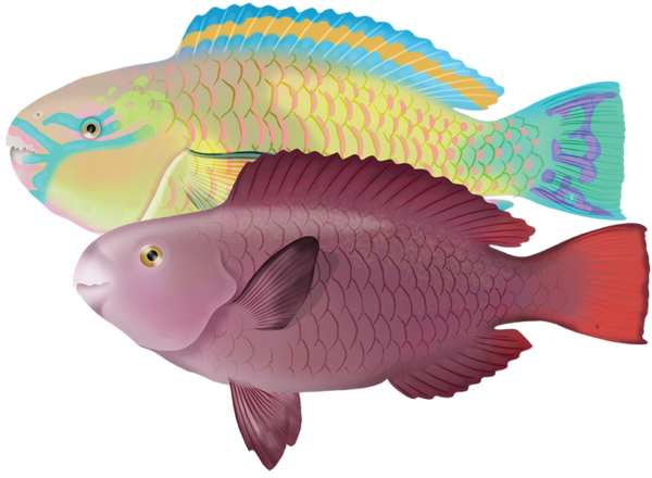 Redtail Parrotfish - Marinewise