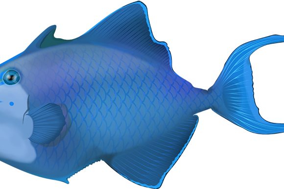 Redtooth Triggerfish - Marinewise
