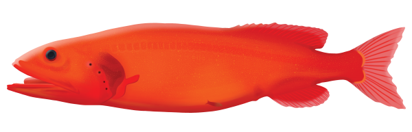 Redvelvet Whalefish - Marinewise