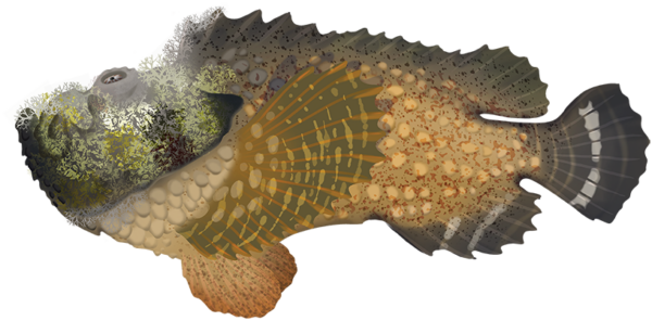 Reef Stonefish - Marinewise