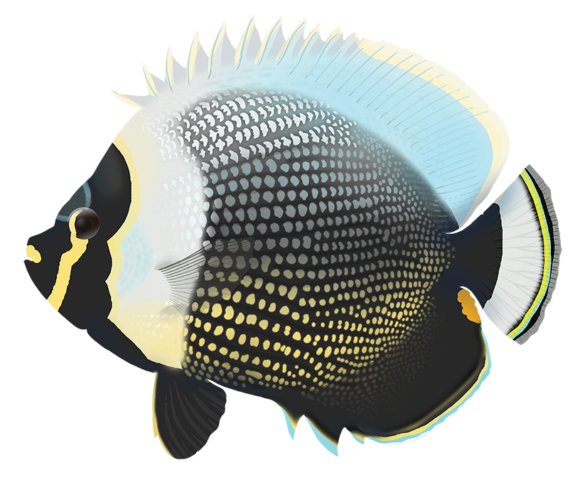 Reticulate Butterflyfish - Marinewise