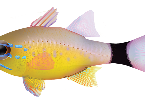 Ringtail Cardinalfish - Marinewise