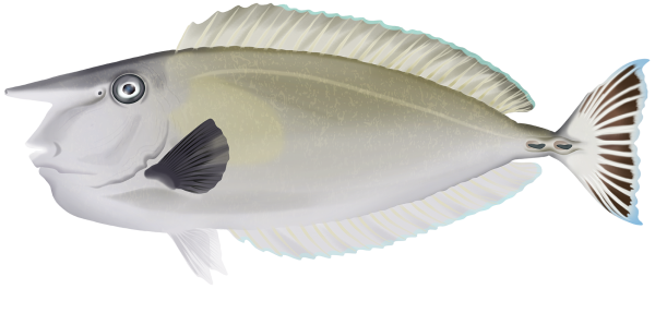 Ringtail Unicornfish - Marinewise