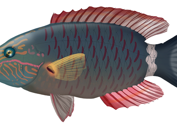 Ringtail Wrasse - Marinewise