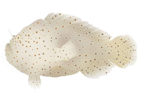 Rodless Anglerfish - Marinewise