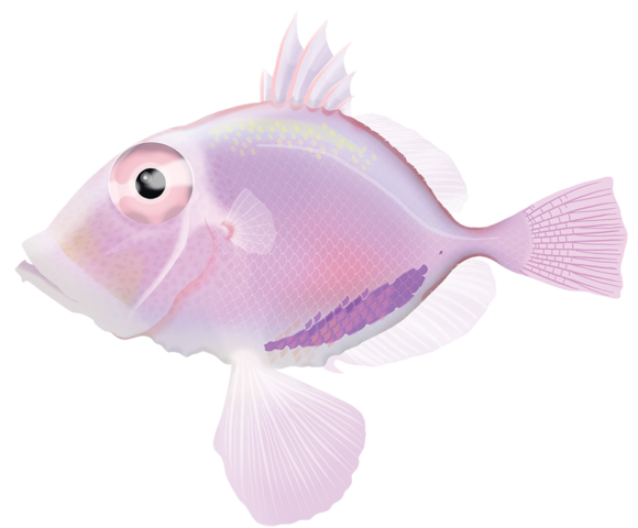 Rosy Dory - Marinewise