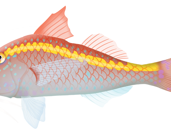 Rosy Goatfish - Marinewise